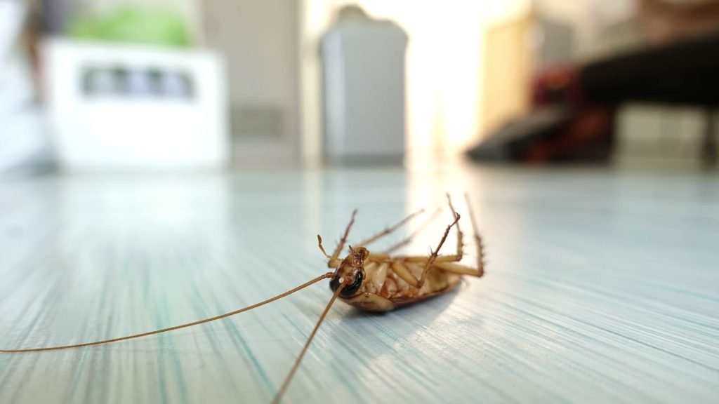 Pest Control in Commercial Spaces: Protecting Your Business