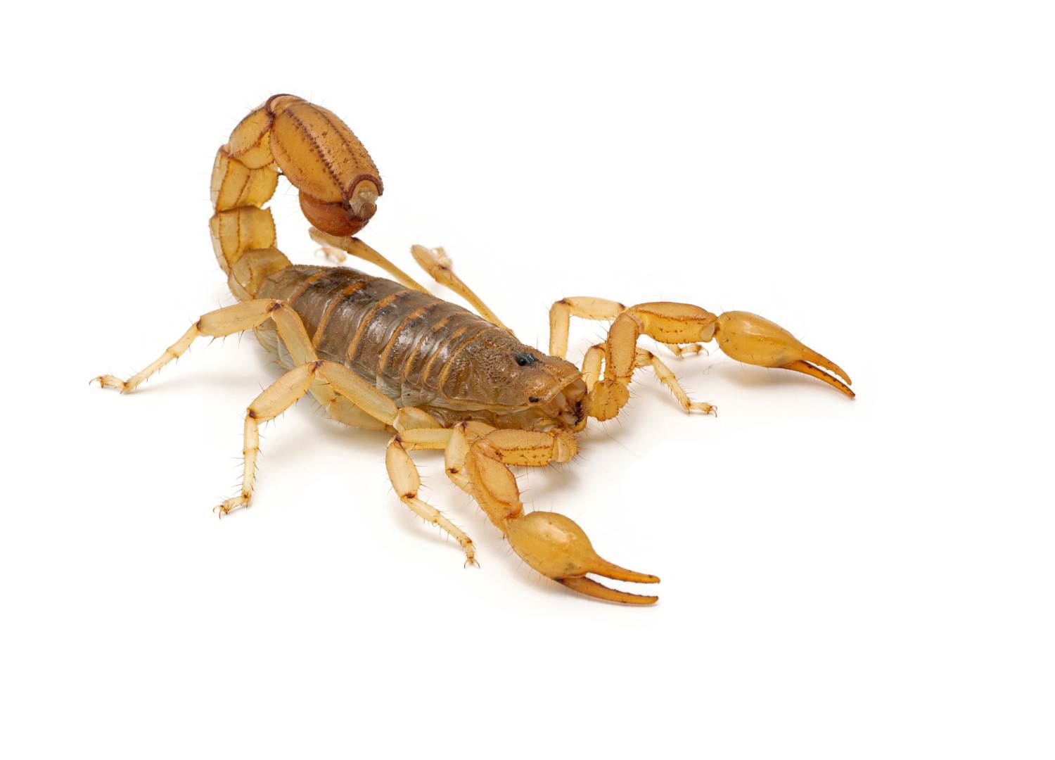 Adult female Arizona stripe-tailed scorpion, Paravaejovis spinigerus, isolated on white. This species is common in Arizona and southwestern New Mexico, United States