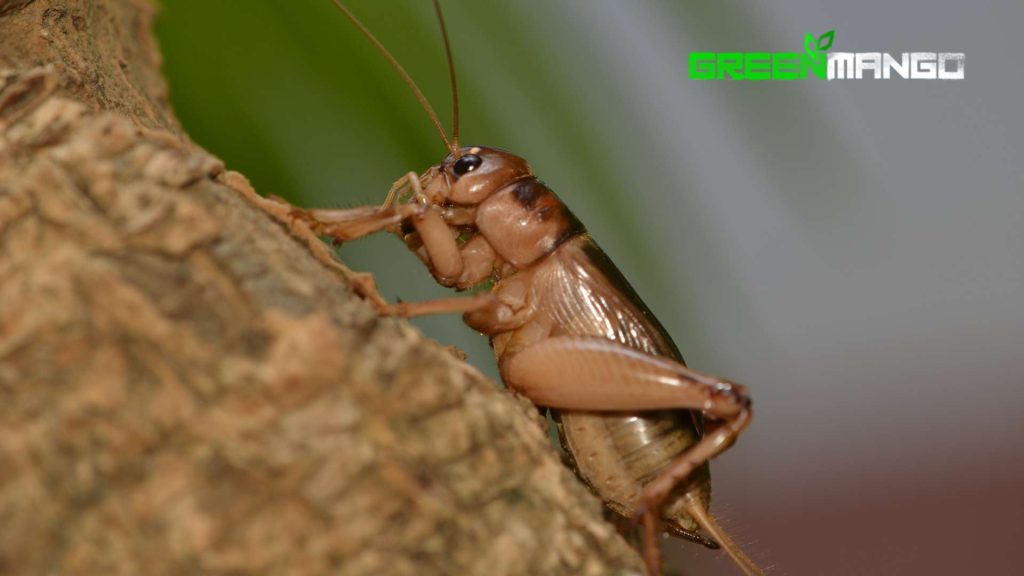 How Tackling Cricket Infestations Can Reduce the Risk of Other Pests in Phoenix