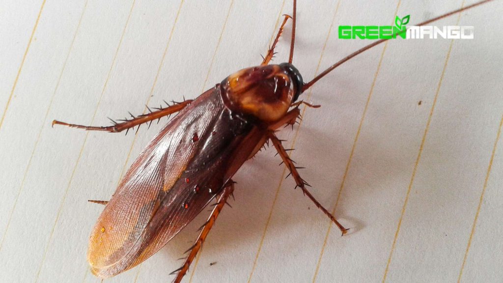 The Lifecycle and Habits of Roaches in Phoenix_ Understanding the Pest, Empowering Prevention