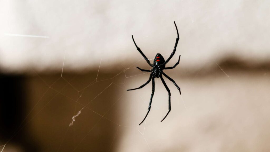 Managing Black Widow Spiders in Phoenix