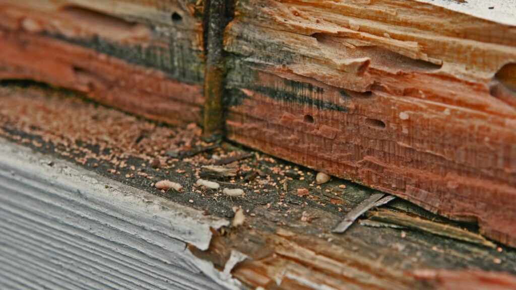 Identifying Early Signs Of Termite Infestation