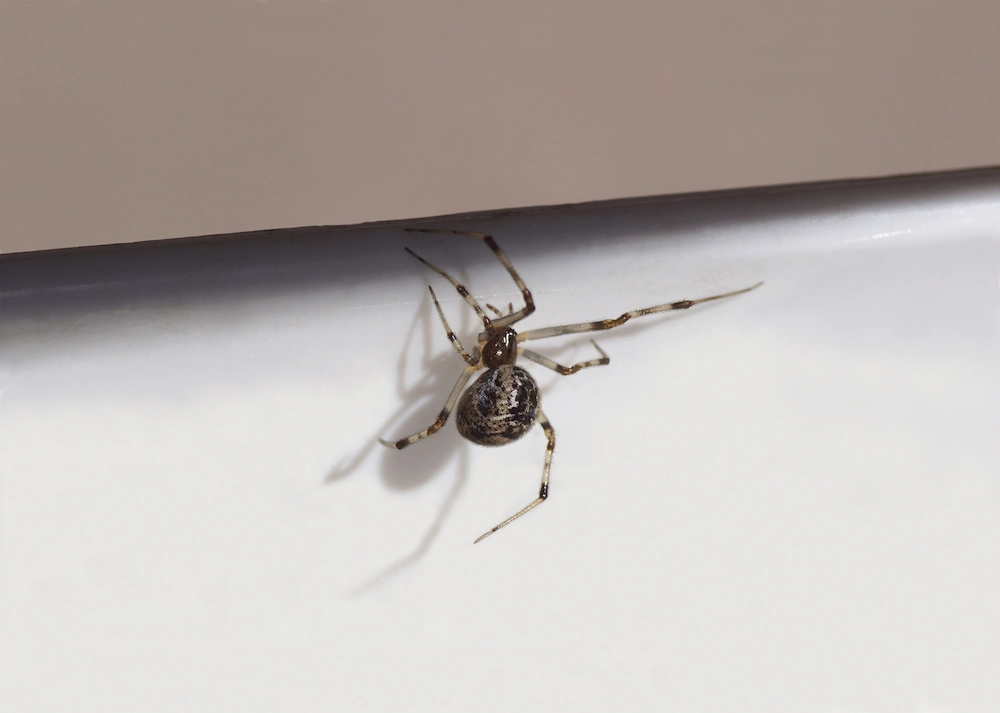 house spider; pest activity