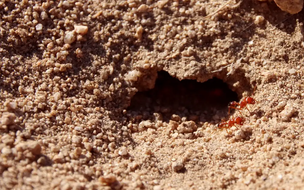 where do fire ants build nests