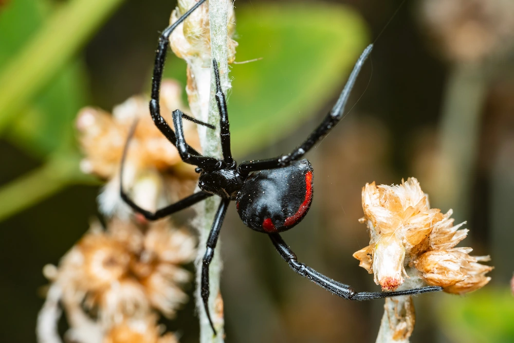 spring pest prevention; black widow