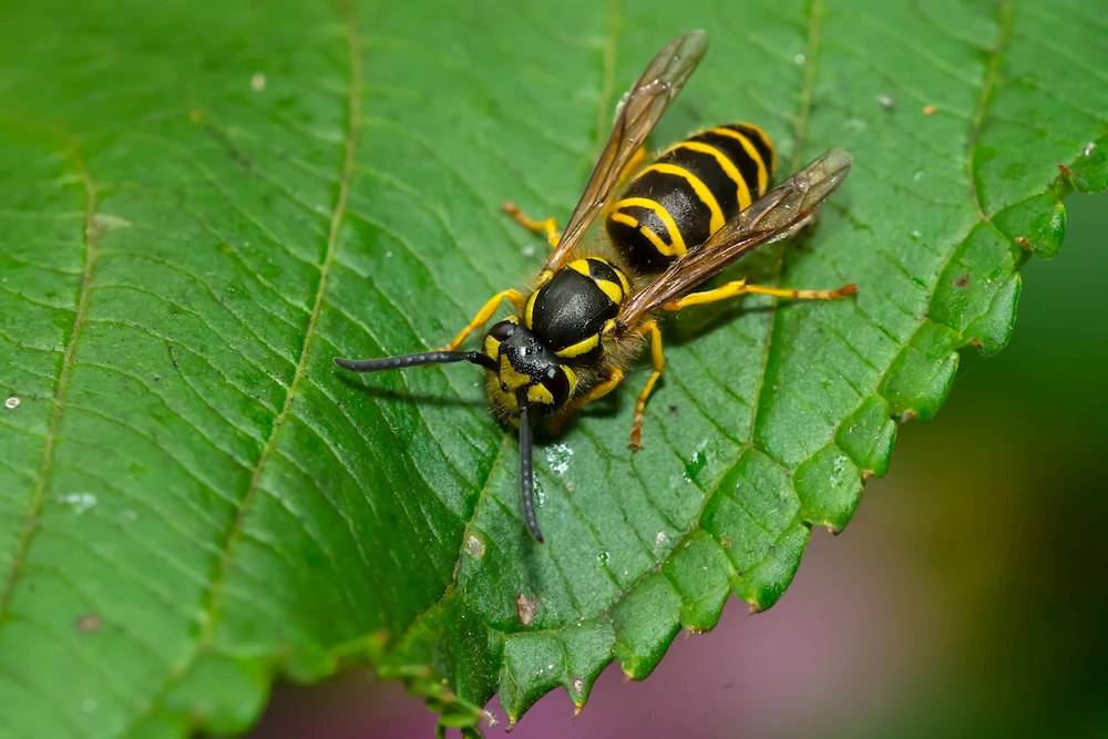 pest control,