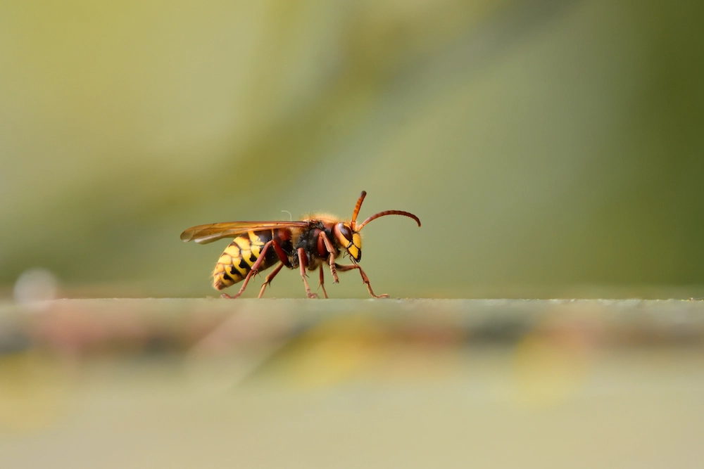 pest control,