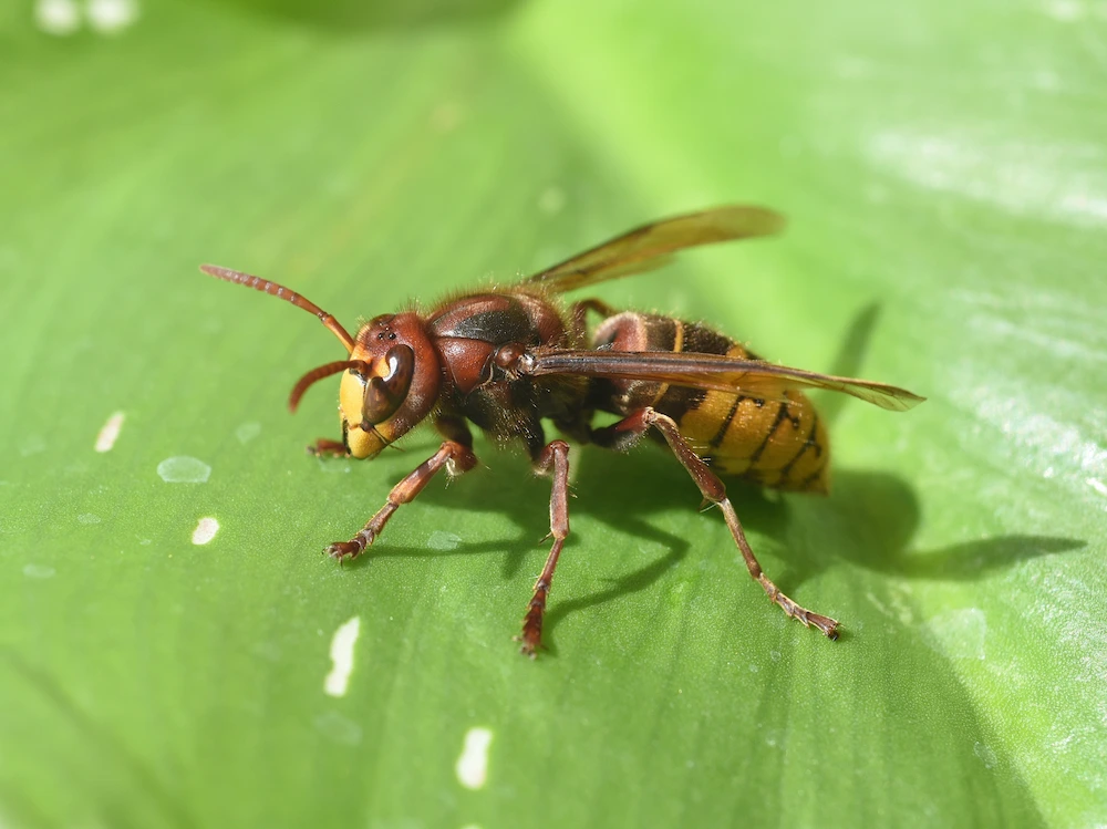 pest control,