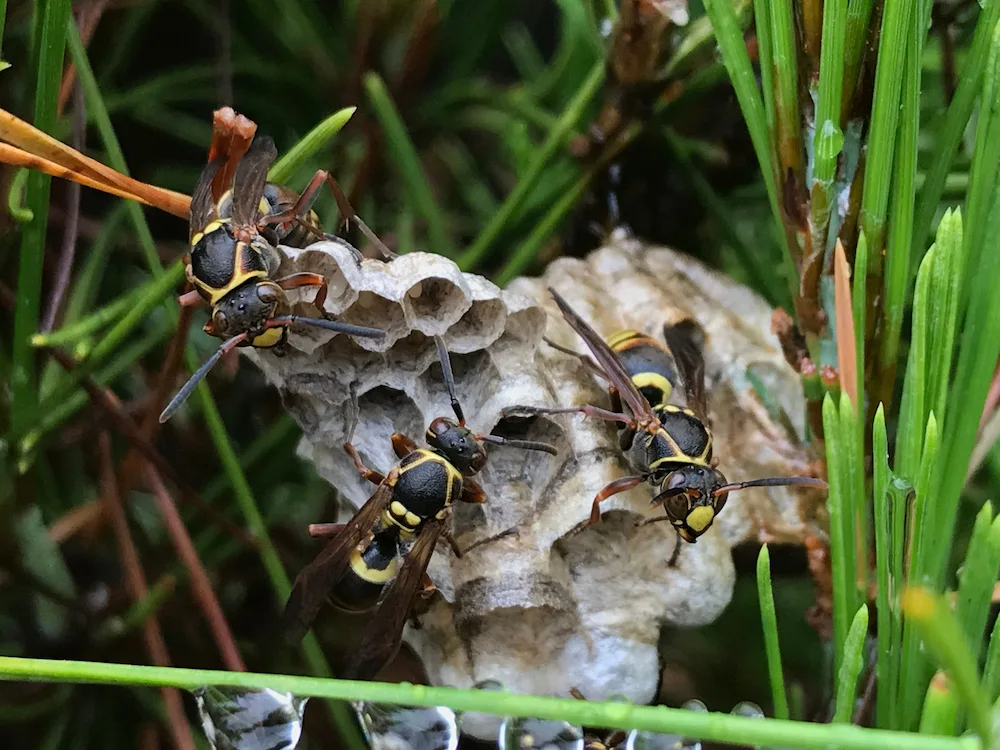 pest control,