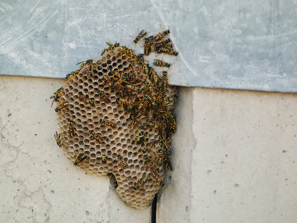 pest control,