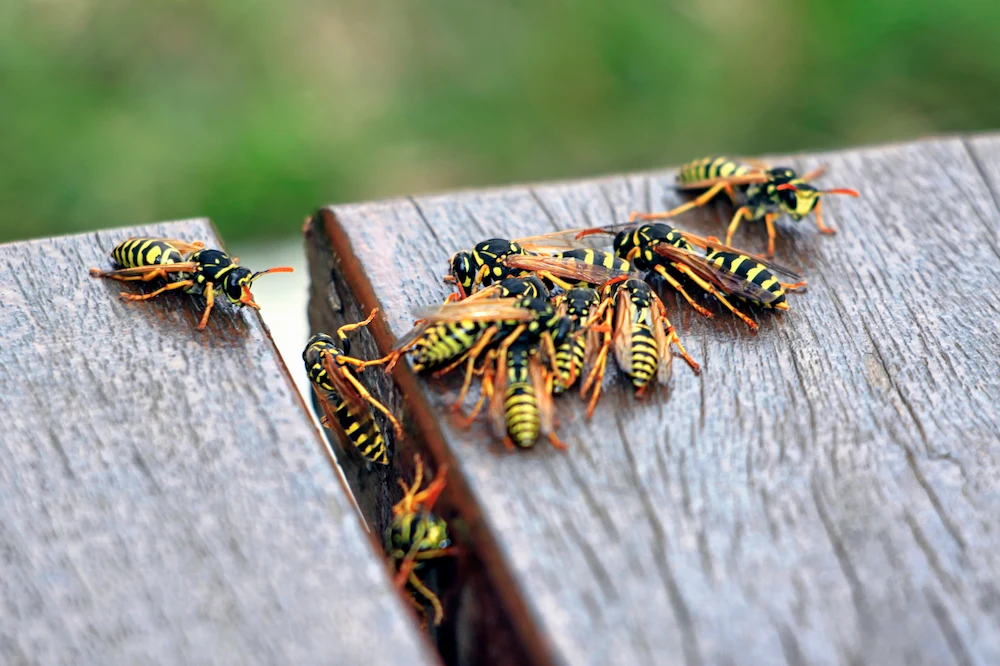 pest control,