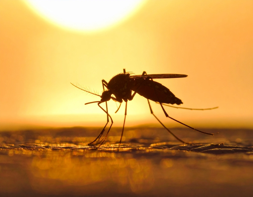 mosquito prevention tips for Arizona