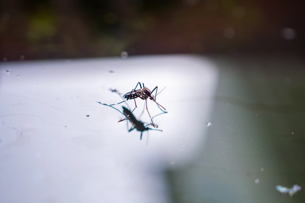 pest control,