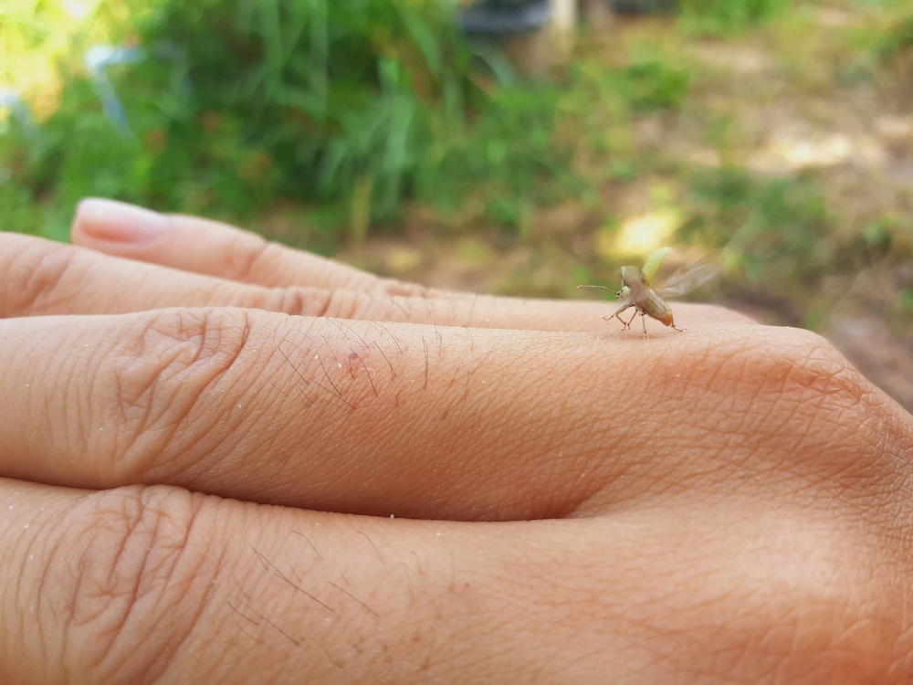pest control,