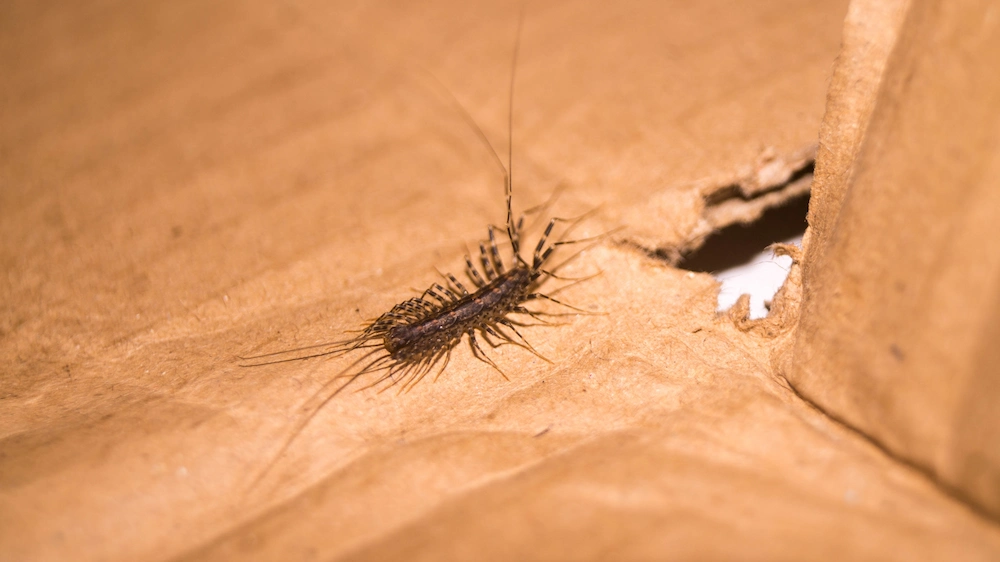 pest control,