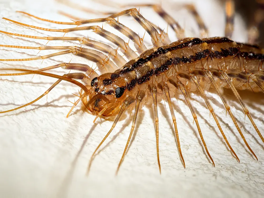 pest control,