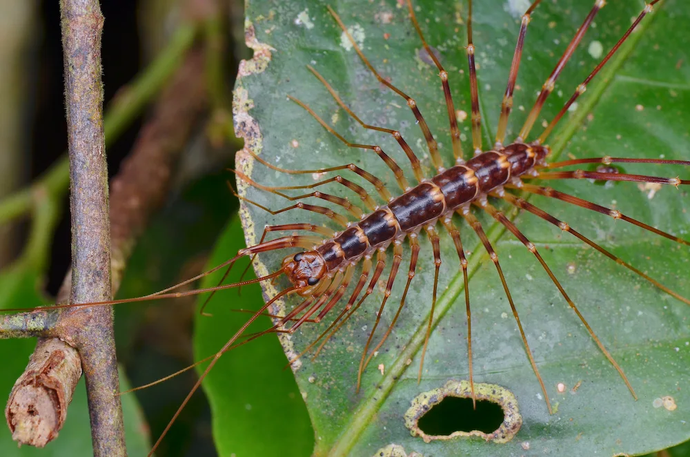 pest control,