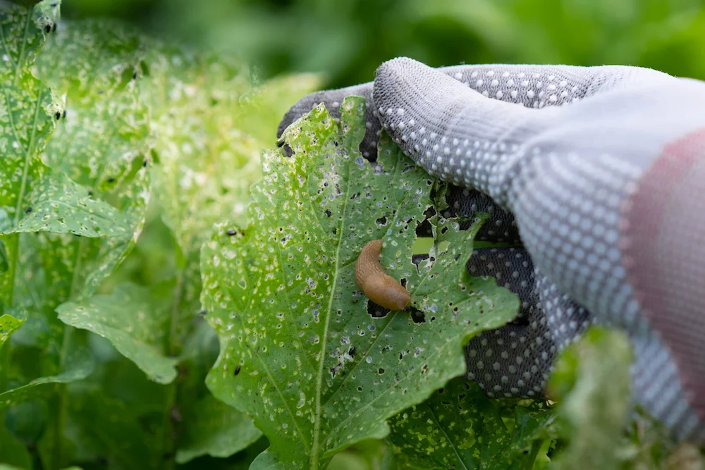 pest control,