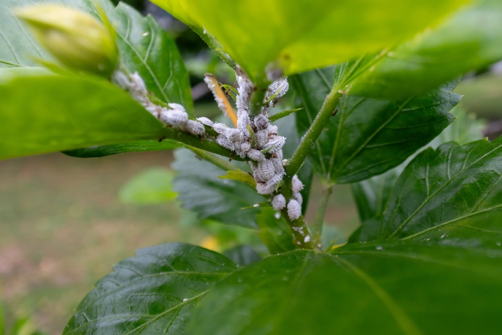 Arizona garden pest identification