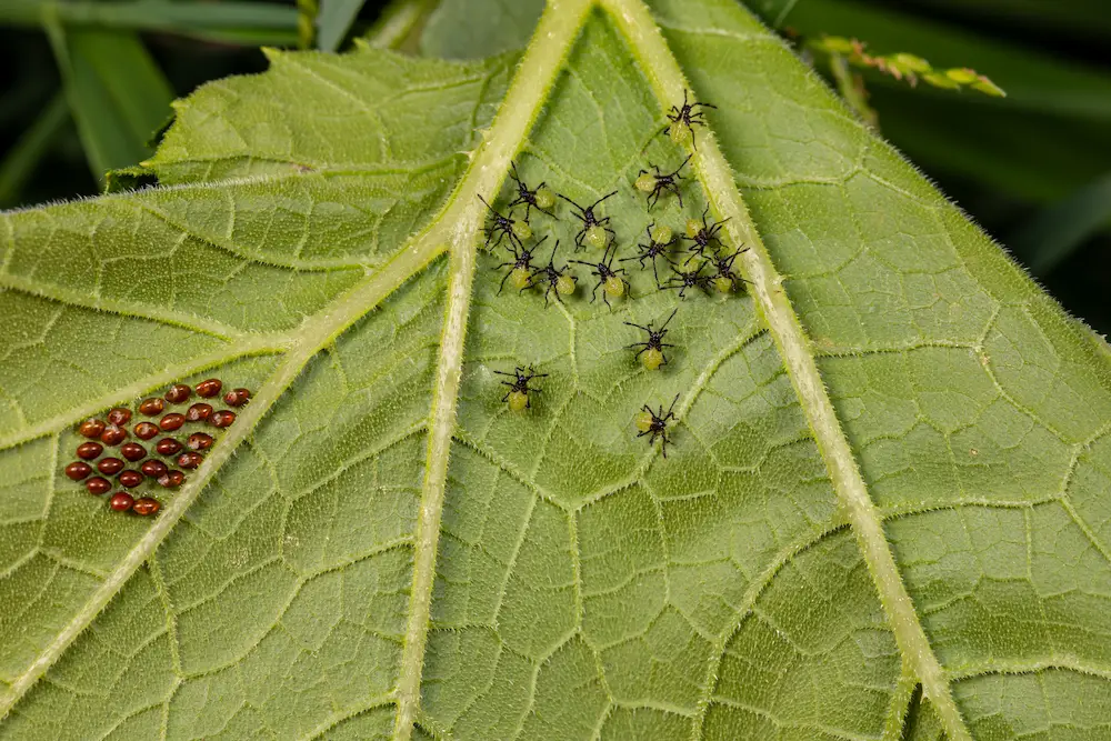 pest control,