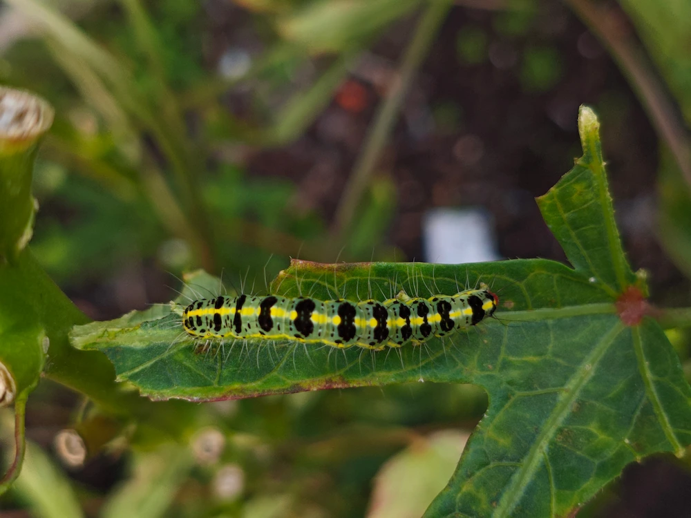 pest control,