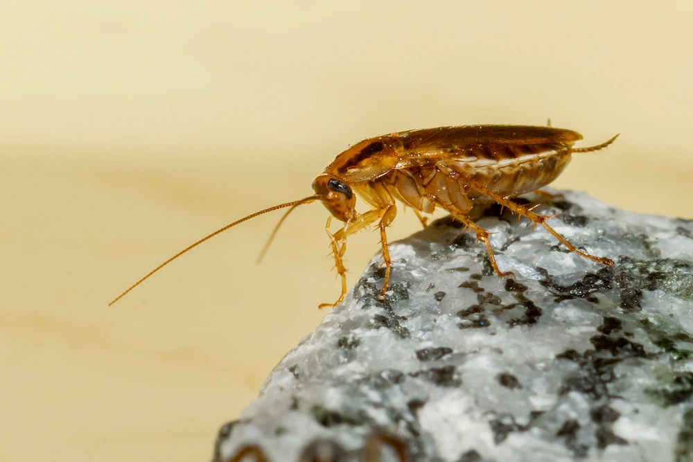 pest control,
