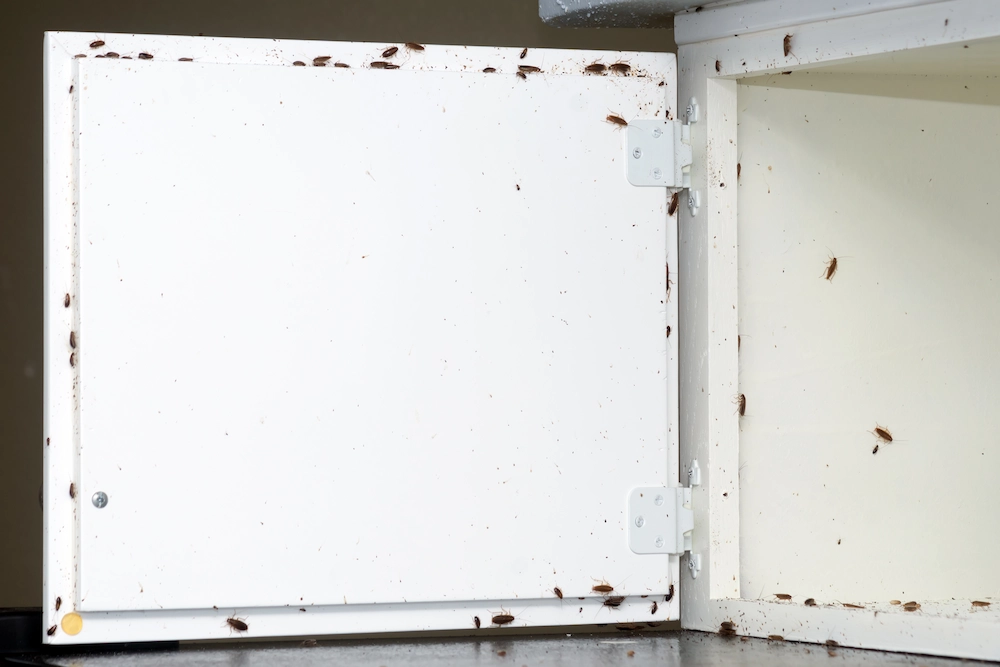 pest control,