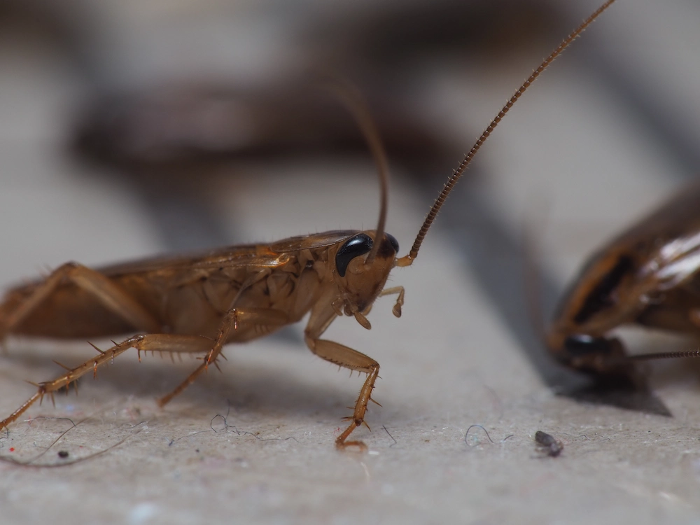 pest control,
