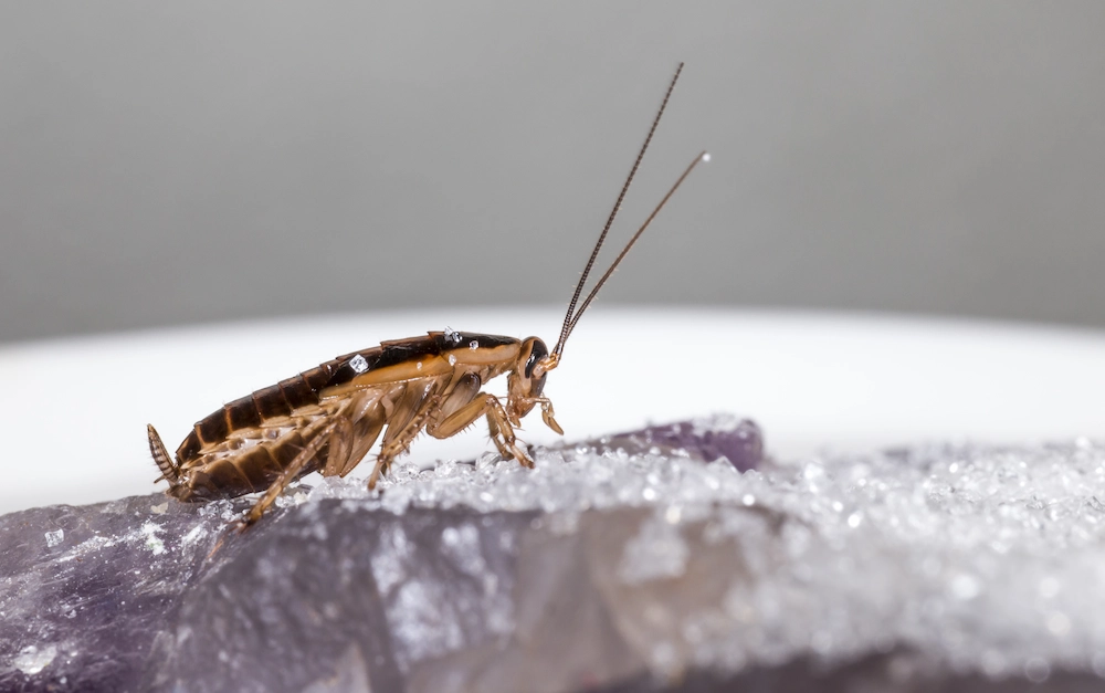 pest control,