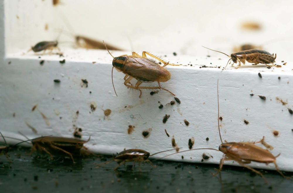 pest control,