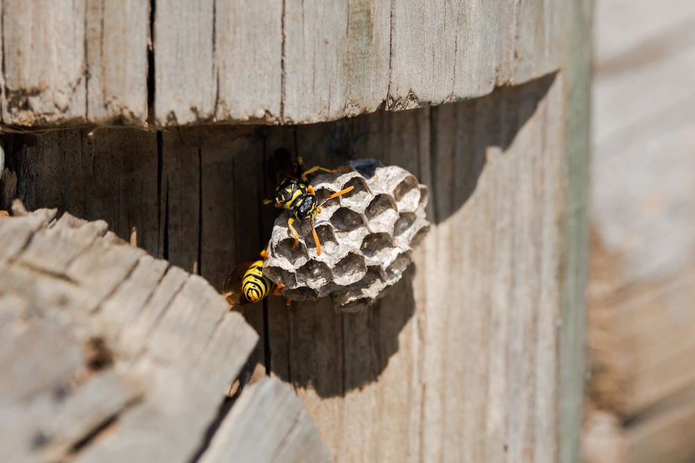 pest control,