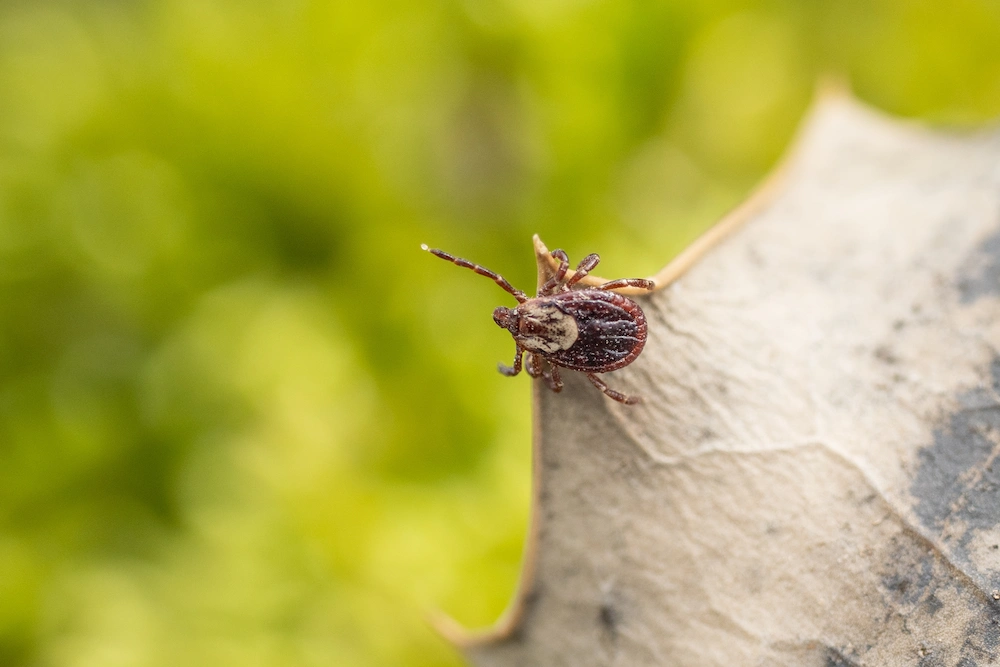 pest control,