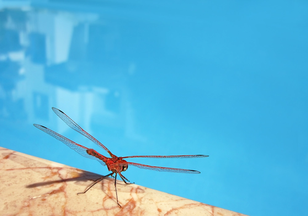 pest prevention tips for pool parties
