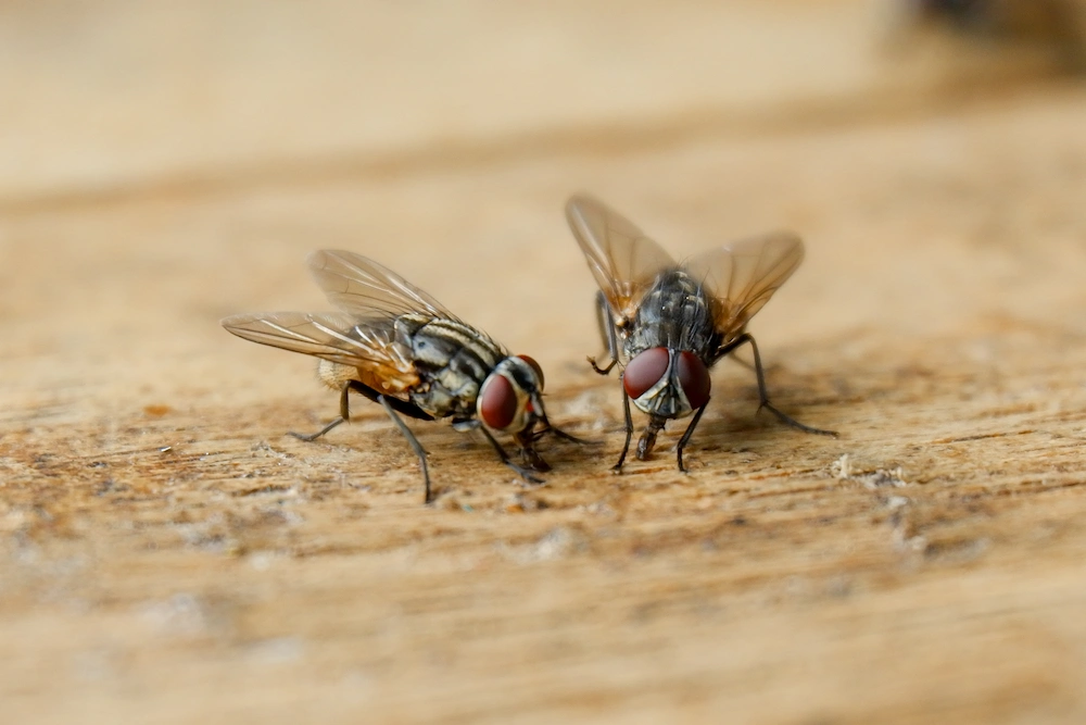 how to prevent flies in Arizona homes