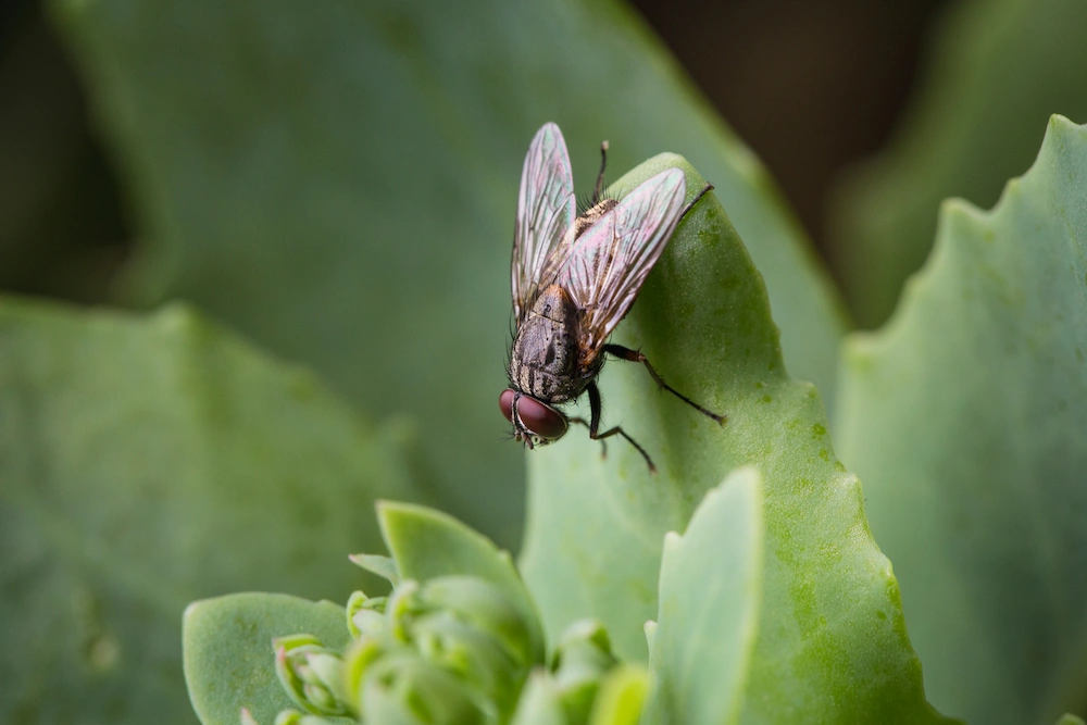 pest control,