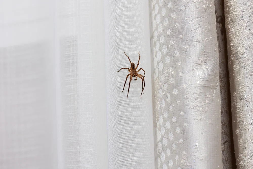 pest control,