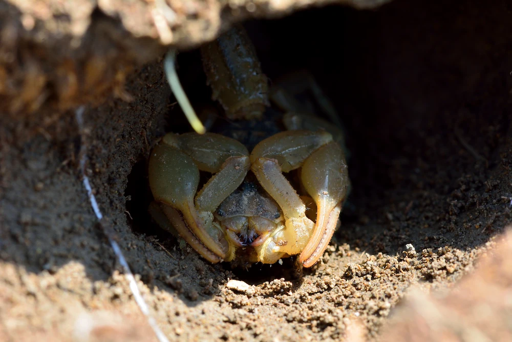 pest control,