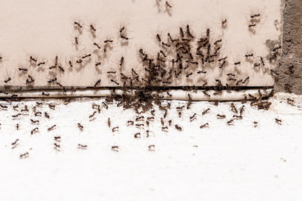 pest control,