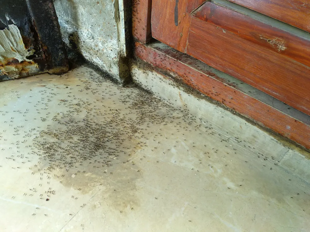 pest control,
