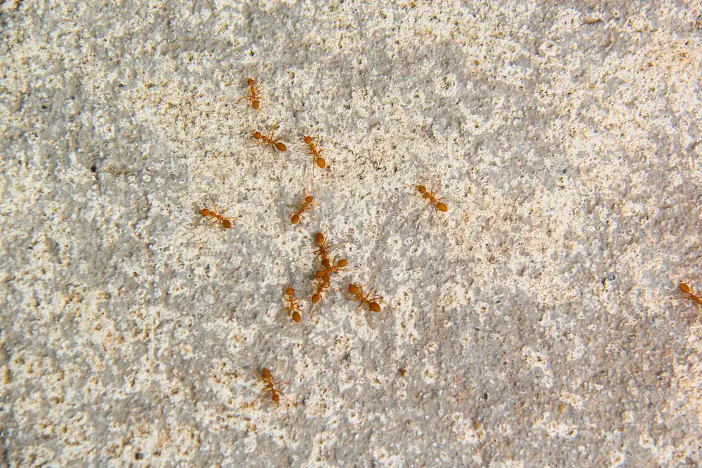 pest control,