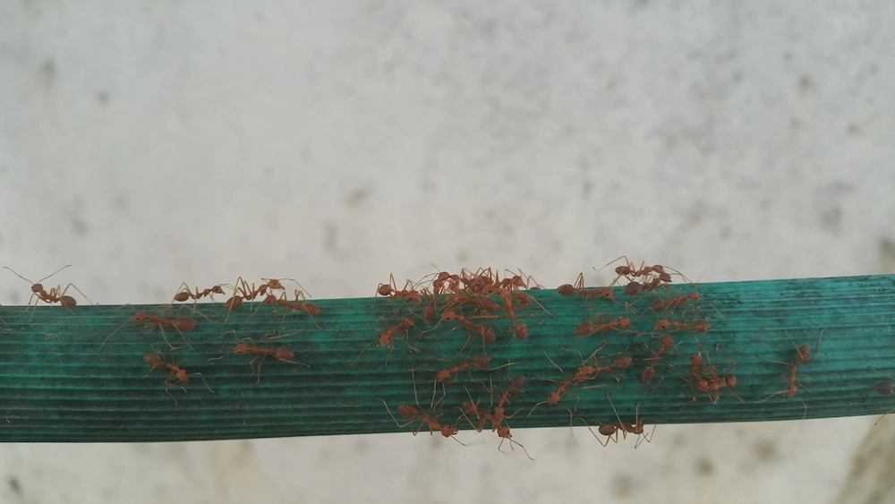 pest control,