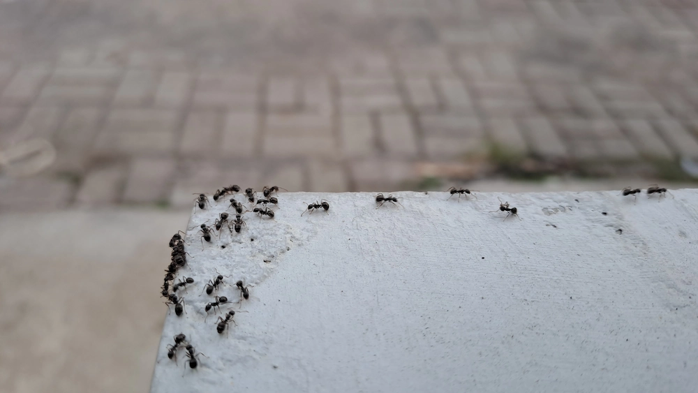 pest control,