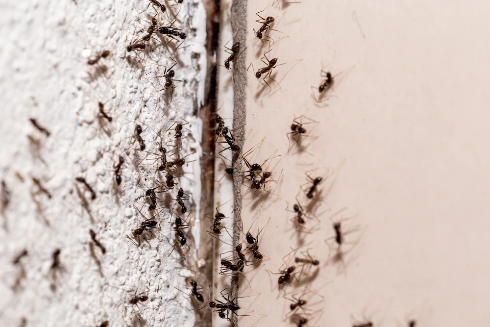 pest control,