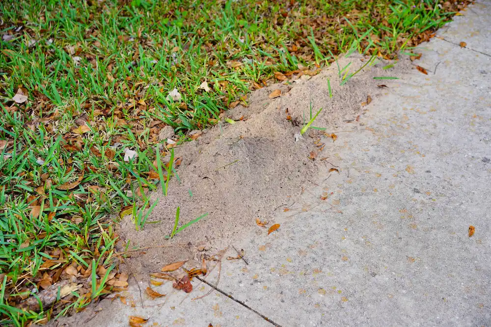 pest control,