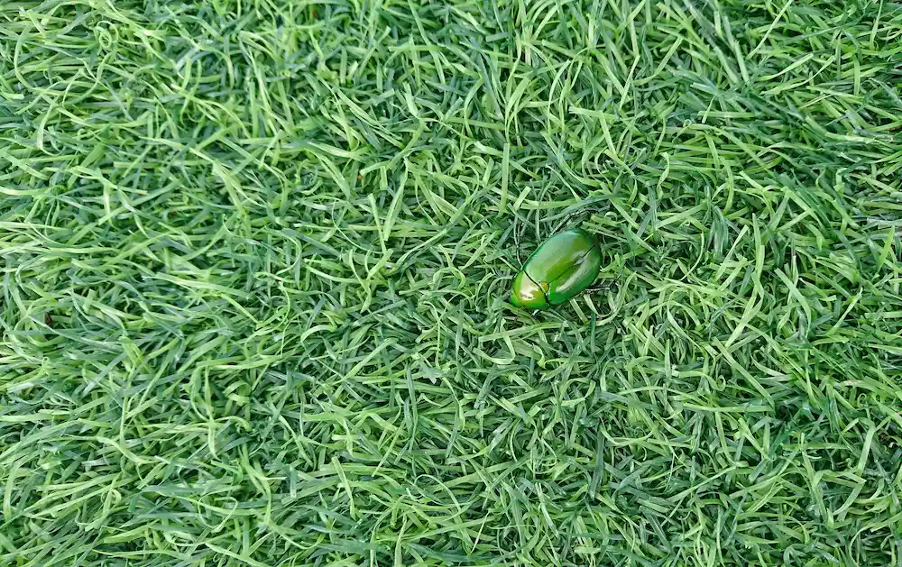 pest control,