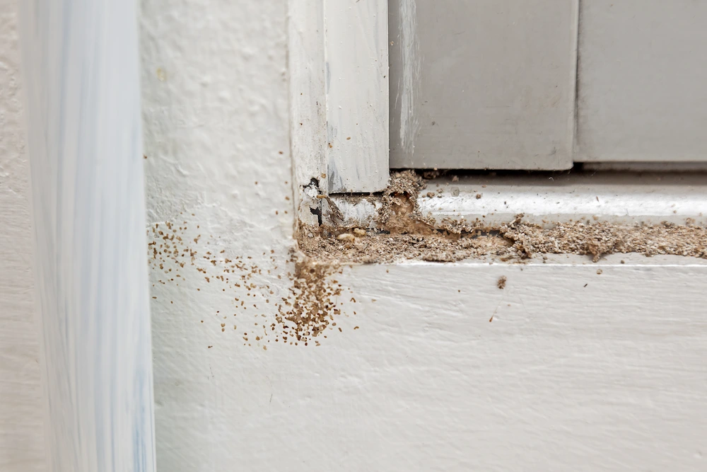hidden termite entry points