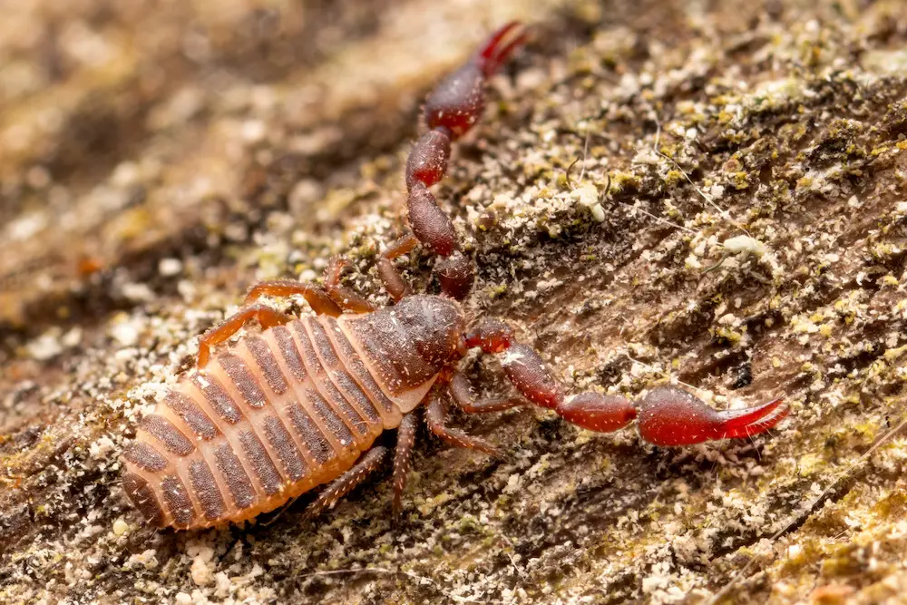 most common fall pests in Arizona