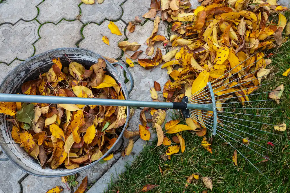 pest control,