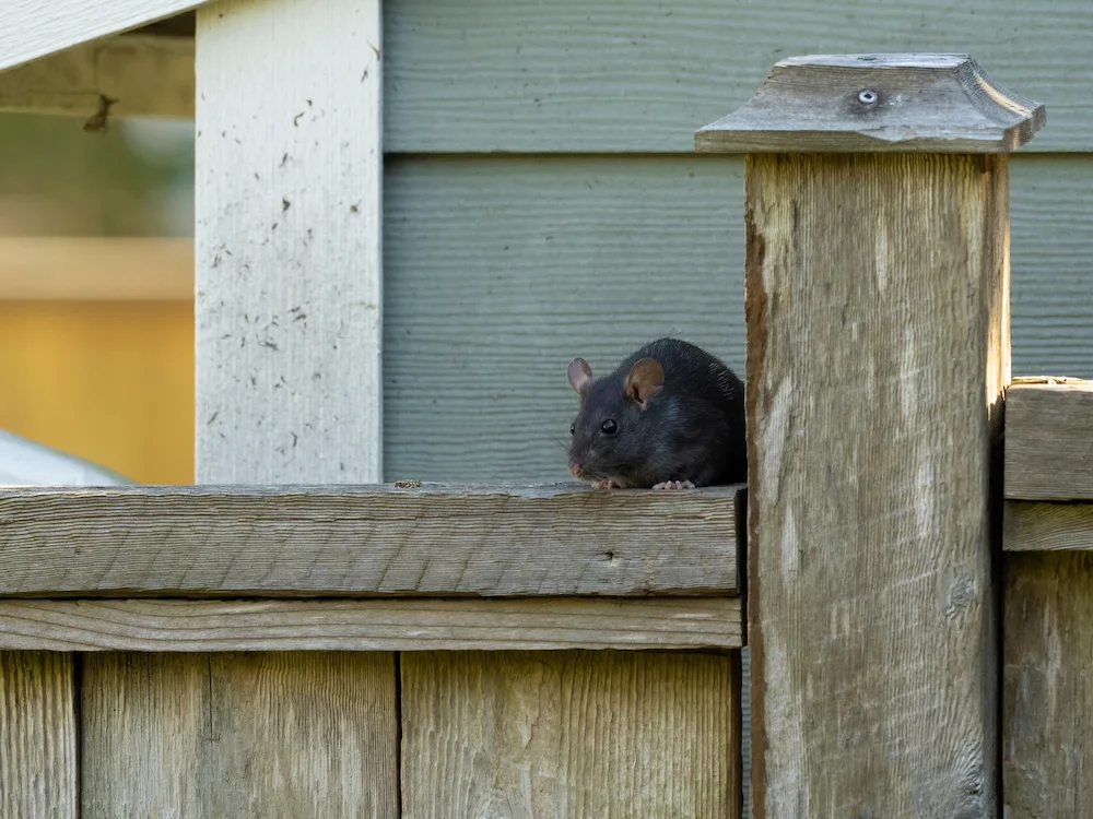 pest control,