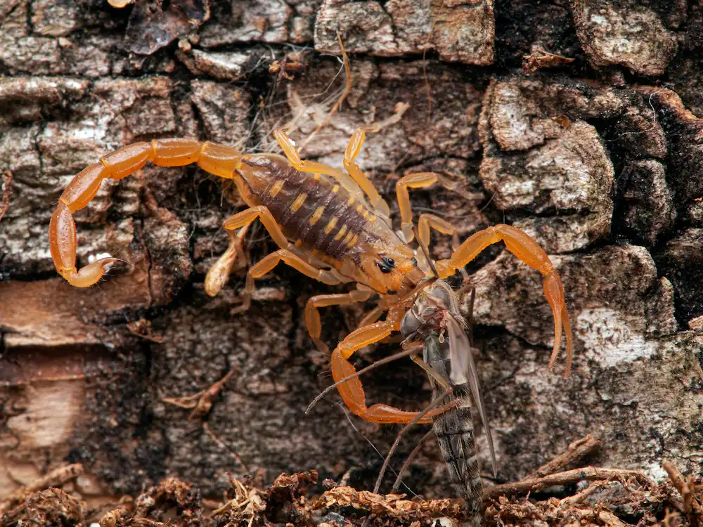 pest control,